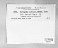Diaporthe tuberculosa image